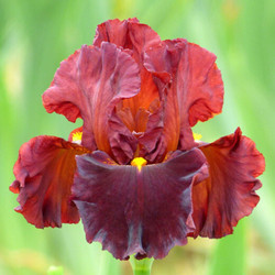 Bearded Iris Valentino