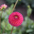 Dahlia PomPon Burlesca