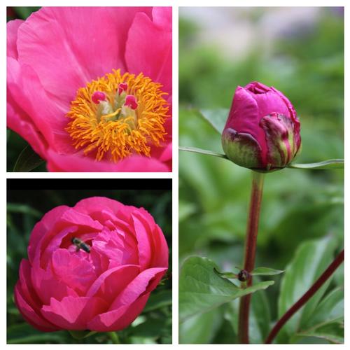 How to Stretch The Peony Season