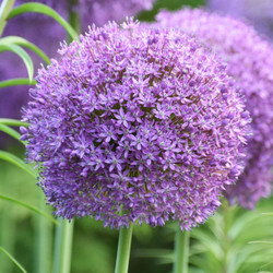 Allium Large Flowering Ambassador