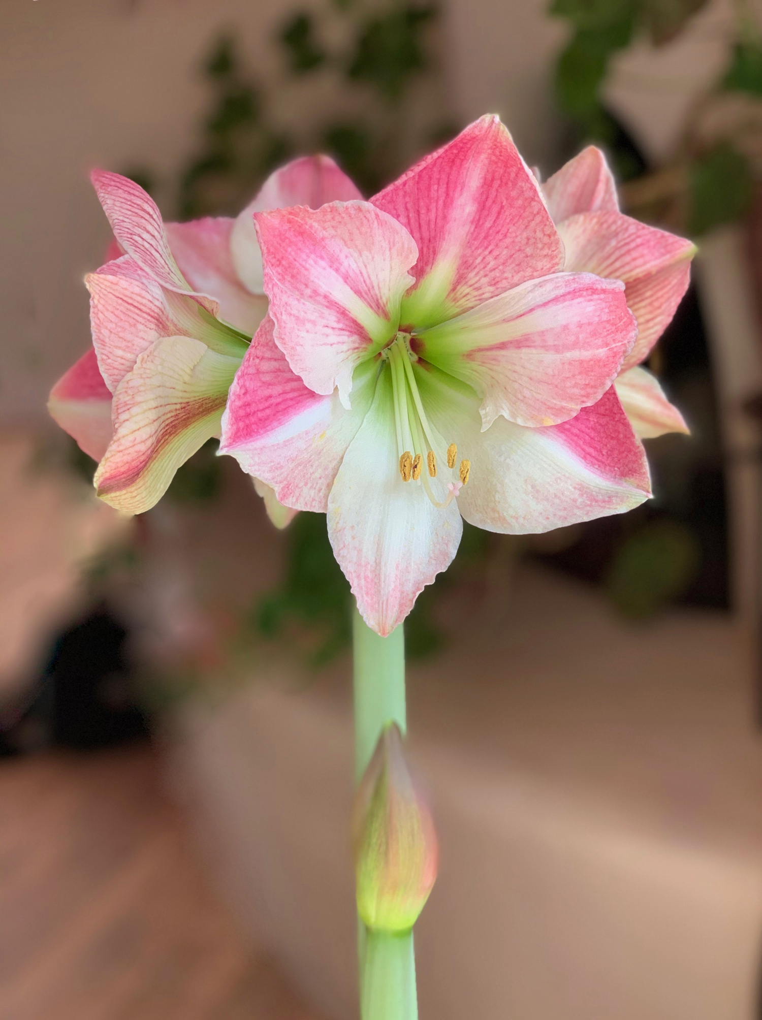 amaryllis-8.jpg