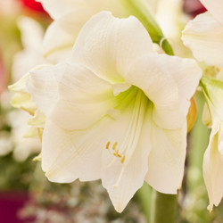 Amaryllis Single Mont Blanc