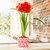 Amaryllis with Geometric Ceramic Pot Growing Kit