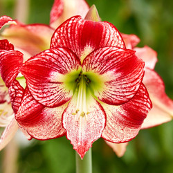 The unusual two-tone, red and white flower of amaryllis Flamenco. Queen.