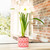 Amaryllis with Geometric Ceramic Pot Growing Kit