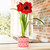 Amaryllis with Geometric Ceramic Pot Growing Kit