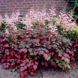 Astilbe Arendsii Color Flash