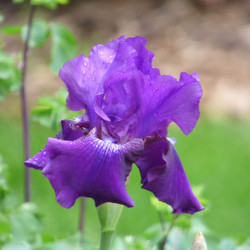 One purple-grape flower of bearded iris Rosalie Figge blooming in an early summer garden.