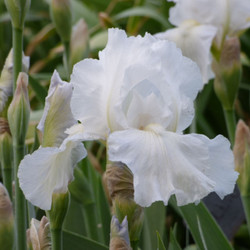 Side view of bearded iris Immortality, showing one ruffled, pure white flower.