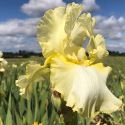 The large, yellow and white flowers of award-winning bearded iris Total Recall.