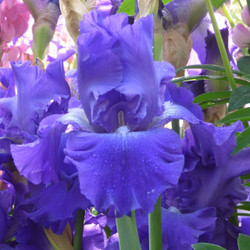 The periwinkle-blue flower of bearded iris Stellar Lights.