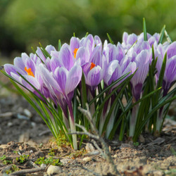 Crocus Large Flowering Pickwick