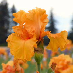 Bearded Iris Orange King