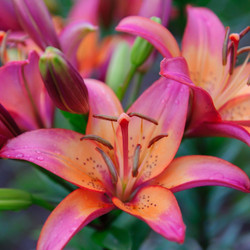 Asiatic lily Royal Sunset, showing this early summer flower's varied colors of pale yellow, soft orange, and rose.