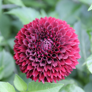 Dahlia Ball Jowey Mirella