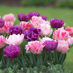 Tulip Double Late Blue Spectacle & Finola