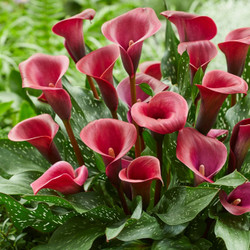 The deep red flowers of calla lily Valencia.