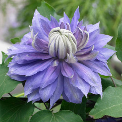 Clematis Standard Diamantina