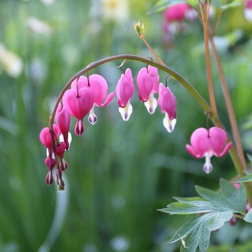 All About Dicentra