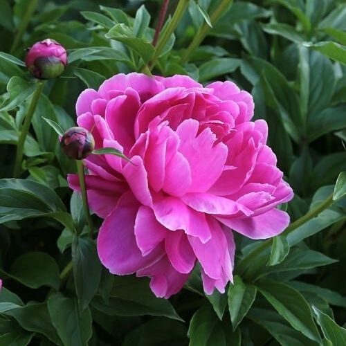 5 Tips for Growing Peonies