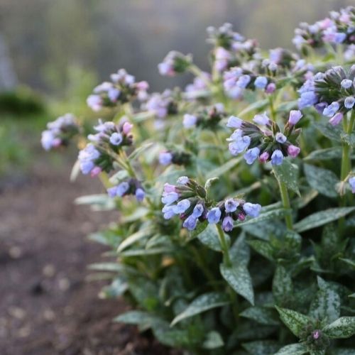 Best Perennials for Spring Gardens