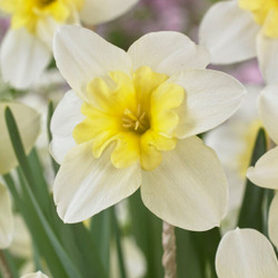 Daffodil Split Corona Bella Estrella