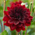 Deep red decorative dahlia Arabian Night in the garden in natural sunlight.