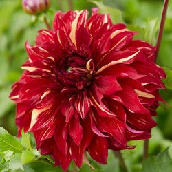 Dahlia Dinnerplate Bohemian Spartacus