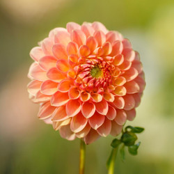 A single blossom of ball dahlia Jowey Nicky, showing the flower's warm, apricot and peach color.