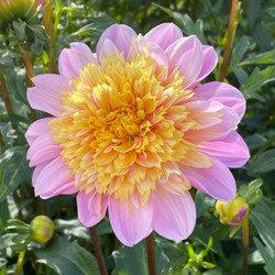 One blossom of anemone dahlia Lifestyle in a summer garden, showing the flower's frilly golden yellow center surrounded by pink petals.