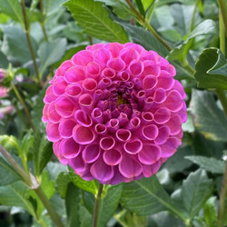 A single blossom of Rocco, a raspberry-pink pompon dahlia with tightly curled petals that form a dense flower head.