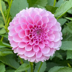 A single blossom of ball dahlia Stolze von Berlin, showing the 3" diameter, medium pink blossom with tightly rolled petals.