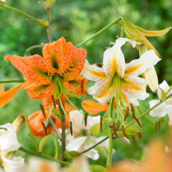 The large summer flowers of two species lilies, featuring bright orange Henryi and the white and orange blossoms of Lady Alice.