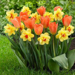 A spring garden planting featuring the yellow and orange double daffodil Tahiti and the large, yellow-orange flowers of Darwin Hybrid tulip Daydream.