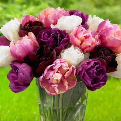 Double late tulip mix Parade of Pink in a vase showing flowers that are white, pink, purple and burgundy.