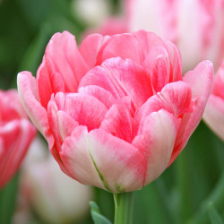 One blossom of pink and white double early tulip Foxtrot.