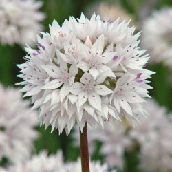 Close up of Allium amplectens Graceful, showing the flower's globe-like form and spiky white florets with lavender accents.