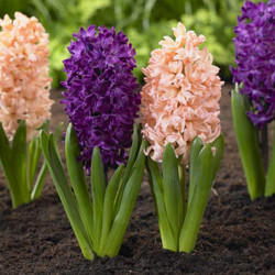 Two varieties of spring-blooming hyacinths, showing deep purple Woodstock and peach-colored Gypsy Queen.