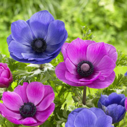 Two varieties of De Caen anemones, both with dark centers, featuring deep blue Dr. Fokker and hot pink Sylphide.