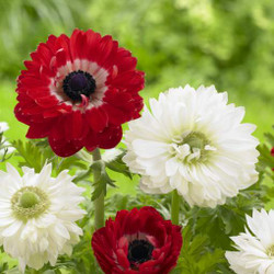 Two varieties of double, De Caen anemones, featuring deep red The Governor on the left and white Mt. Everest on the right.