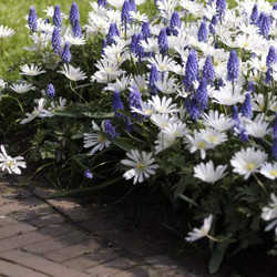 Anemone White Splendour & Muscari Ocean Magic