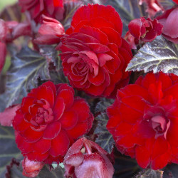 The deep red flowers of tuberous begonia Maxima Switzerland.