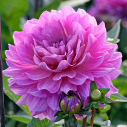 A single blossom of the decorative Dahlia Karma Lagoon, showing the flower's deep pink petals with a lavender blush.