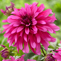 A close up of low-growing border dahlia Gallery Art Nouveau, showing the flower's distinctive narrow petals and deep pink color.