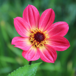 One blossom of the brilliant red single dahlia HS Flame showing the flower's dark center and glittering golden stamens.