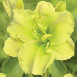 Daylily Tequila and Lime