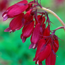 Dicentra Formosa Bacchanal