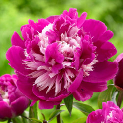 Peony Lactiflora Celebrity (Spring)