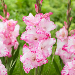 The ruffled, white and hot pink flowers of gladiolus My Love.