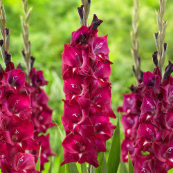 The impressive, 3-foot flower spikes of gladiolus Isabella, showing more than a dozen ruffled, deep red flowers per stalk.